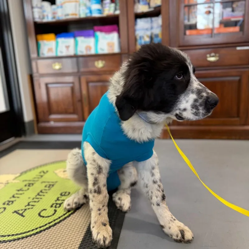 A baby small-sized male Mixed Breed dog named Goose Aka Moose for adoption in San Diego, CA