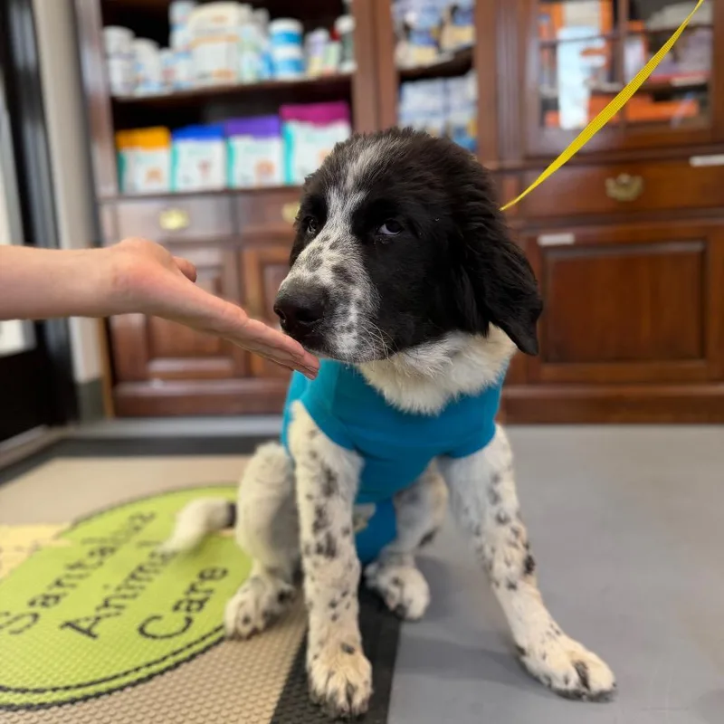 Goose Aka Moose thumbnail 2