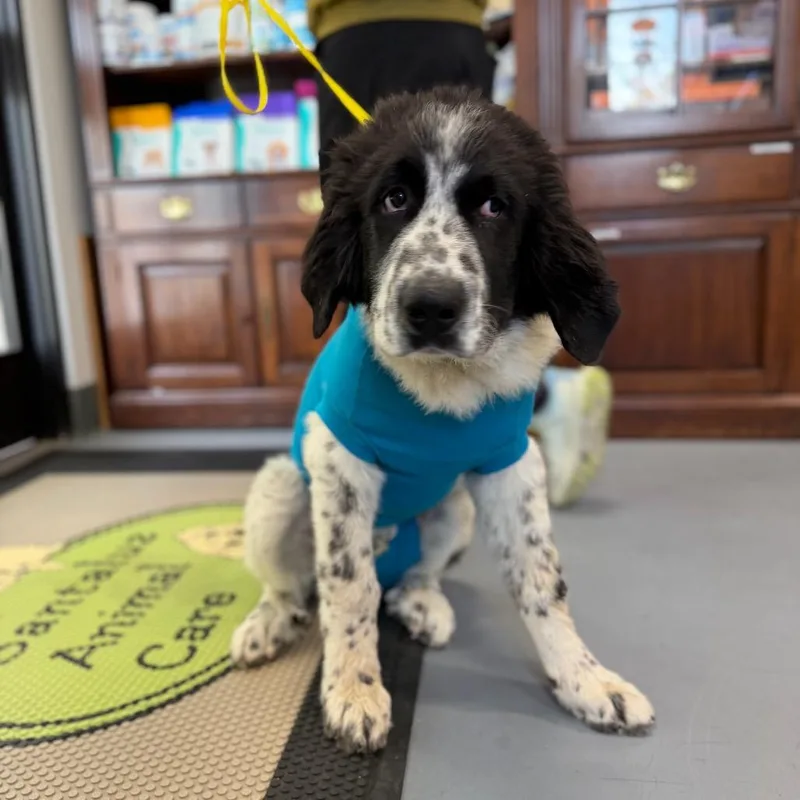 Goose Aka Moose thumbnail 3