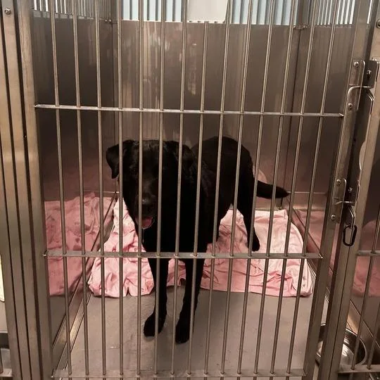 An adult extra large-sized male Black Mixed Breed dog named Pupular for adoption in Davenport, IA