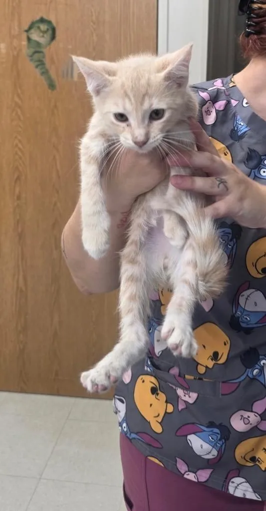 A baby small-sized male Domestic Short Hair cat named Sebastian for adoption in Lavonia, GA