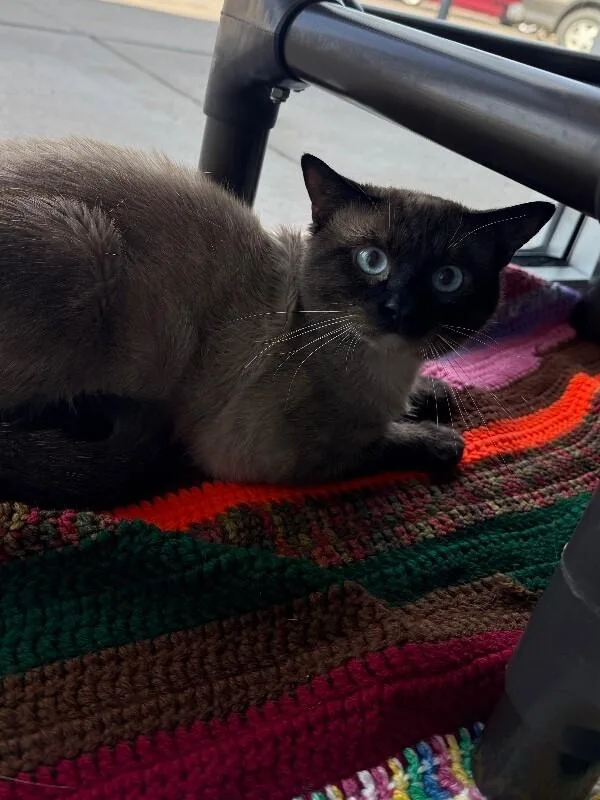 An adult medium-sized male Cream / Ivory Siamese cat named Milo for adoption in Hobbs, NM