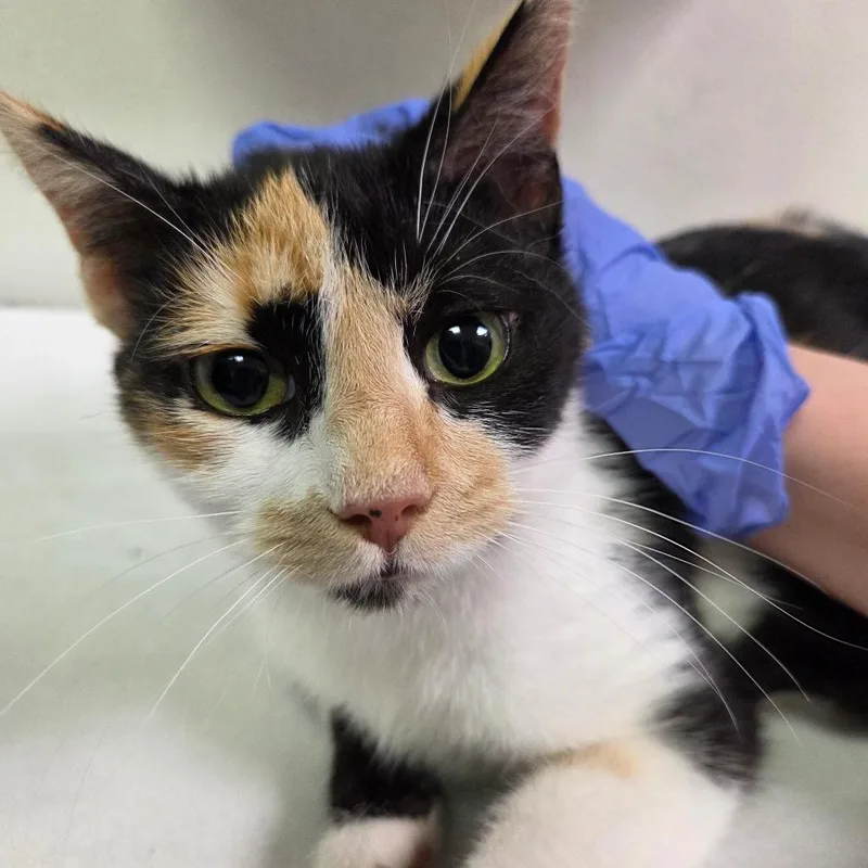 An adult medium-sized female Calico Domestic Medium Hair cat named Like A Flower for adoption in Charleston, WV