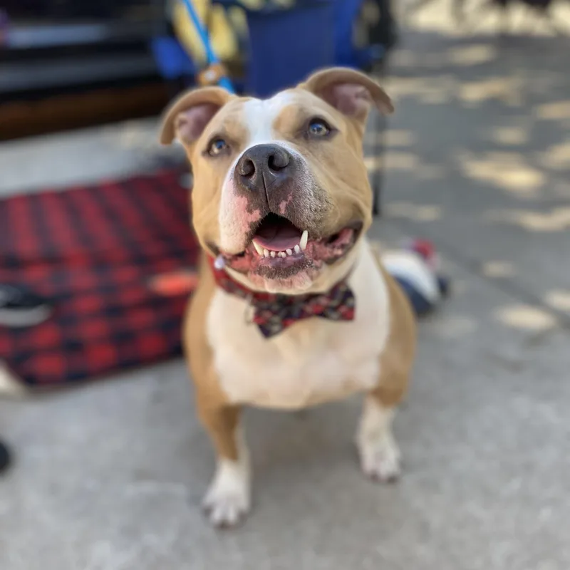 An adult large-sized female Mixed Breed dog named Barbie for adoption in New York, NY