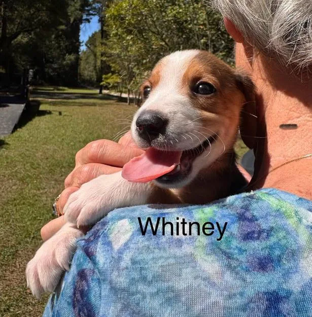 A baby medium-sized female White / Cream Hound dog named Whitney for adoption in Eutawville, SC