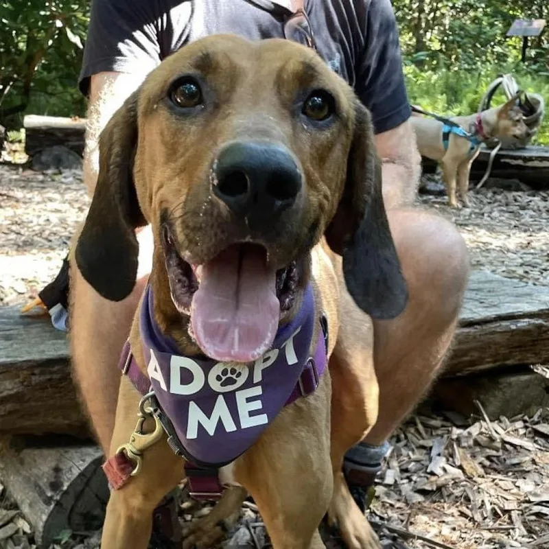 An adult medium-sized male Brown / Chocolate Mixed Breed dog named Bart for adoption in Asheville, NC