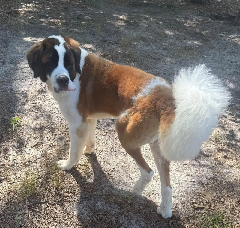A young extra large-sized male White / Cream Saint Bernard dog named Barkley for adoption in Egg Harbor City, NJ