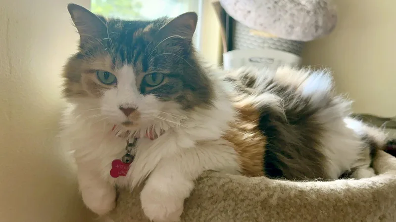 An adult large-sized female Calico Domestic Long Hair cat named Molly for adoption in Lake Monroe, FL