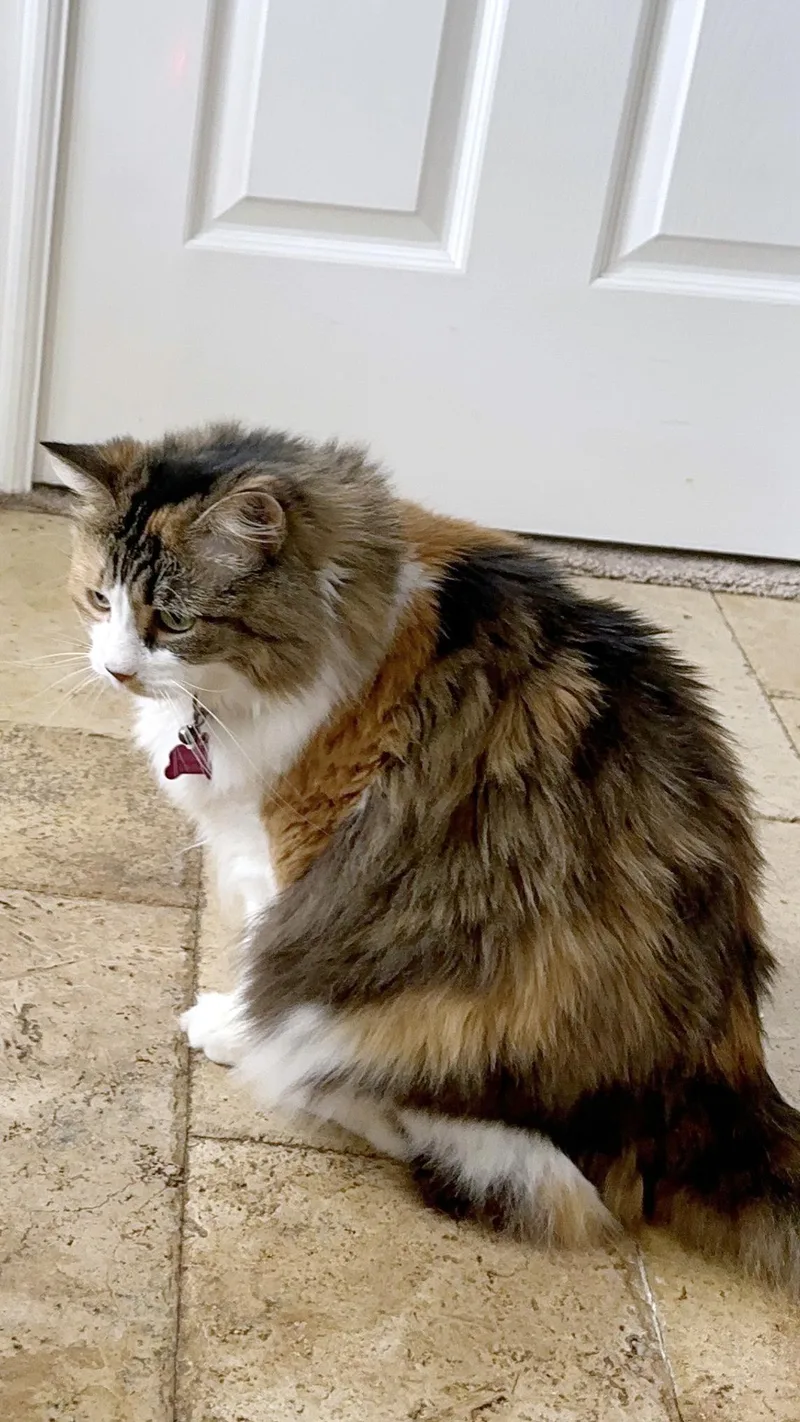 Molly thumbnail 3