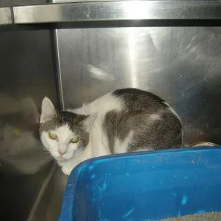 An adult medium-sized male Domestic Short Hair cat named Oden for adoption in Gallatin, TN