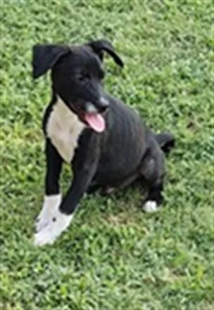 A baby small-sized male American Staffordshire Terrier dog named A for adoption in Oklahoma City, OK