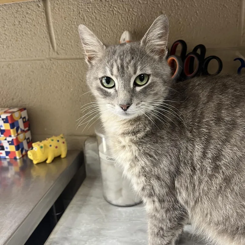 An adult medium-sized female Gray / Blue / Silver Domestic Medium Hair cat named Smokey for adoption in Lewisburg, WV