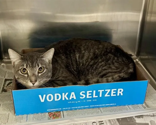 A young large-sized male Domestic Short Hair cat named Boots for adoption in Olathe, KS