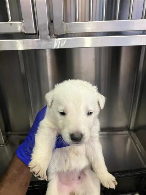 A baby small-sized female Mixed Breed dog named Leo for adoption in Dallas, TX