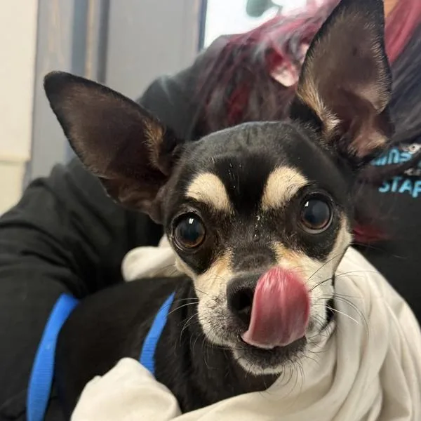 A senior small-sized male Chihuahua dog named Brownie for adoption in San Diego, CA