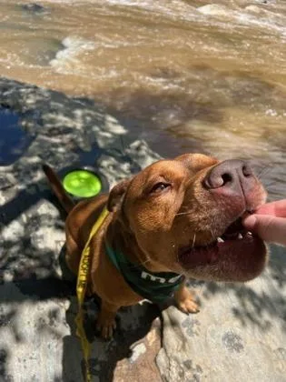 An adult large-sized male Pit Bull Terrier dog named Sunnish for adoption in Atlanta, GA