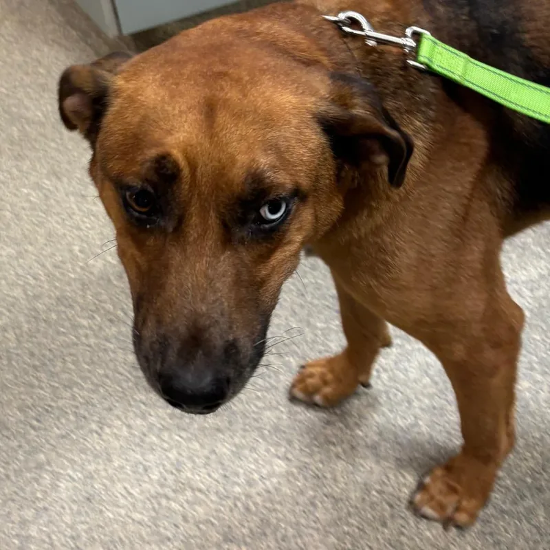 An adult large-sized male Brown / Chocolate Mixed Breed dog named Brandon for adoption in Jacksonville, FL