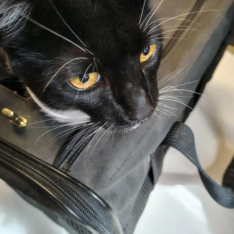 A baby large-sized male Black Domestic Short Hair cat named Pumpkin for adoption in Ashtabula, OH
