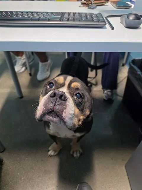 An adult medium-sized male Pit Bull Terrier dog named Astro for adoption in Houston, TX