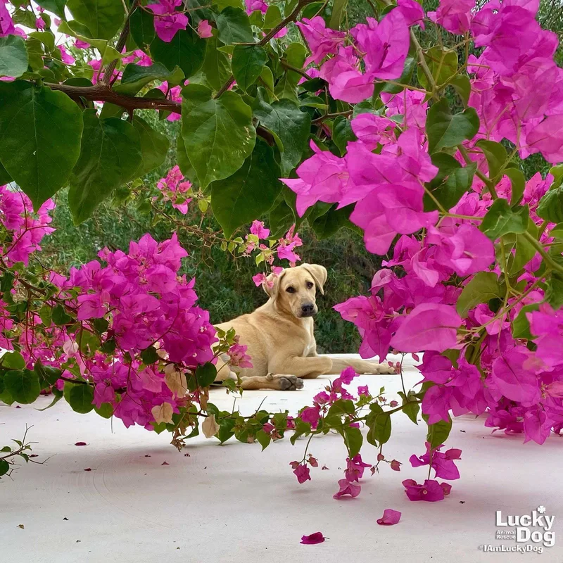 A young large-sized female Labrador Retriever dog named Badem for adoption in Washington, DC