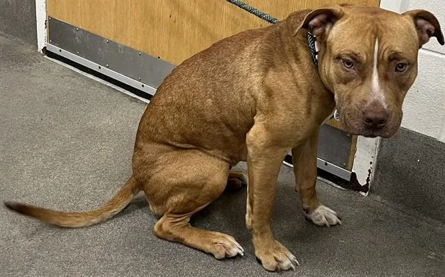 A young medium-sized female Pit Bull Terrier dog named Fanta for adoption in Upper Marlboro, MD