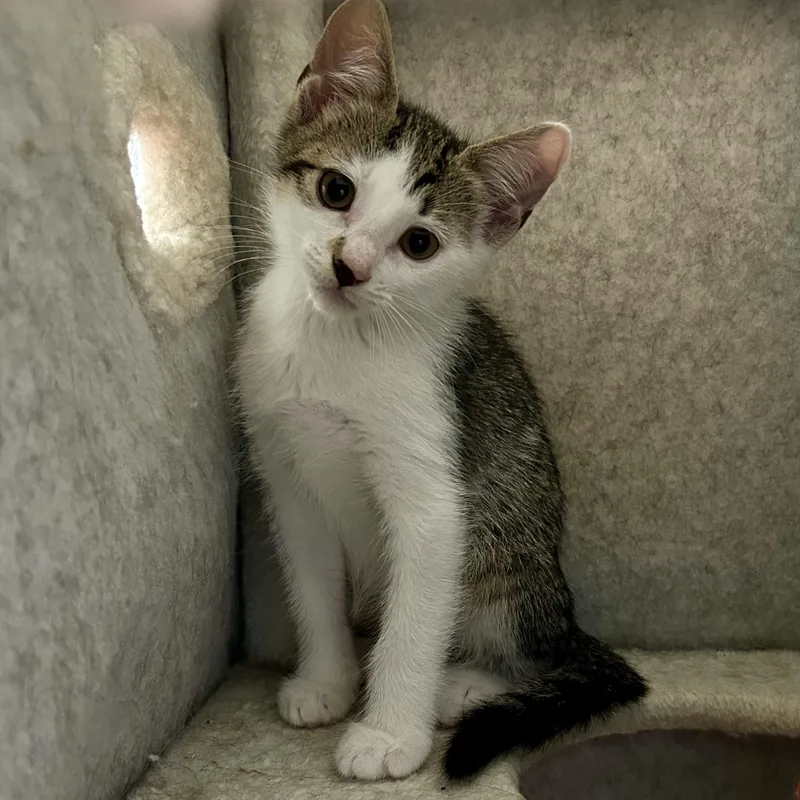 A baby medium-sized female Domestic Short Hair cat named La for adoption in Warwick, RI