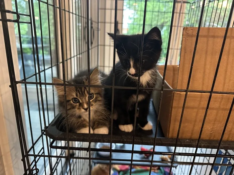 A baby medium-sized male Black & White / Tuxedo Maine Coon cat named Badger for adoption in Vienna , VA