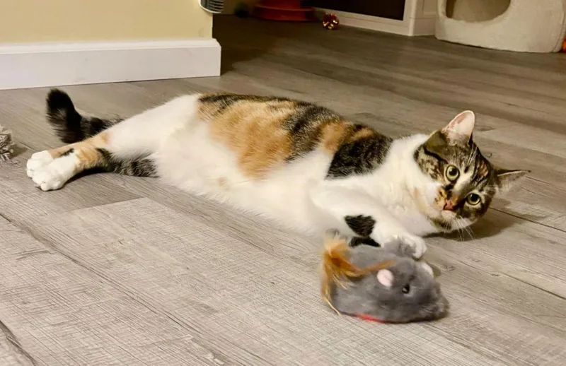 Valencia thumbnail 3