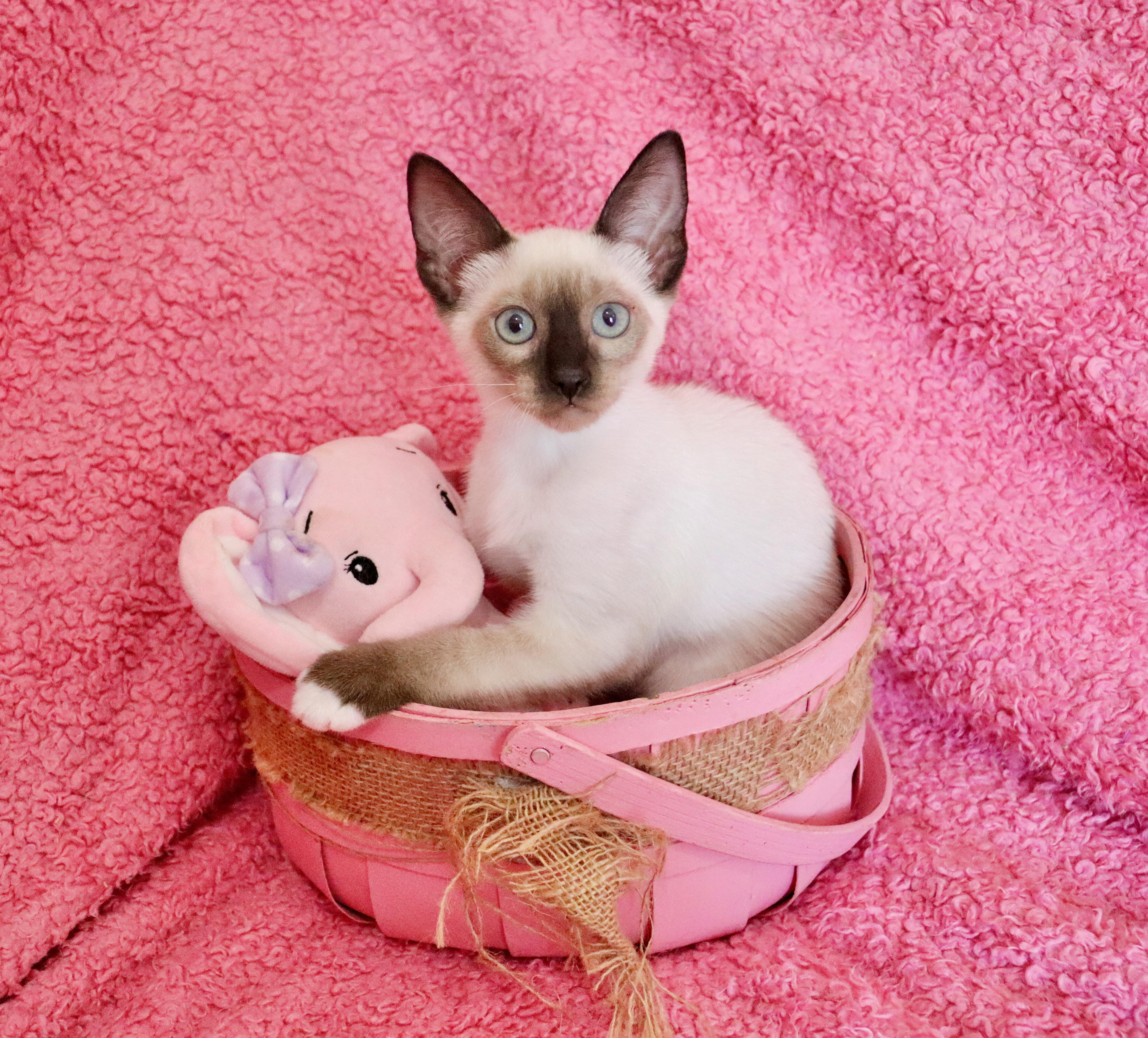 A baby medium-sized female Seal Point Siamese cat named Zoe for adoption in Saint Augustine, FL