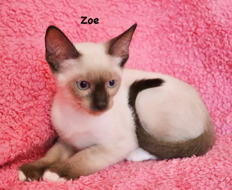 Zoe thumbnail 5