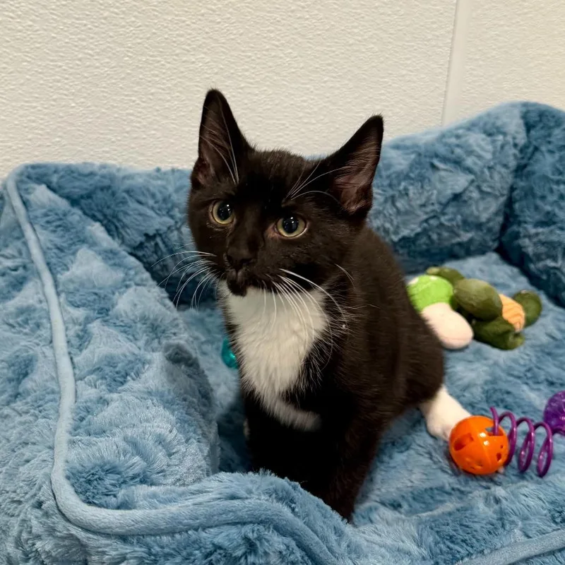 A baby small-sized male Black Domestic Short Hair cat named Paramount for adoption in Louisville, KY