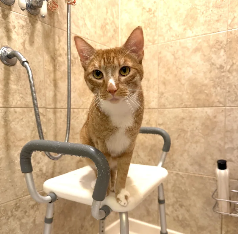 A young large-sized male American Shorthair cat named Richie Boucaud for adoption in Vashon Island, WA