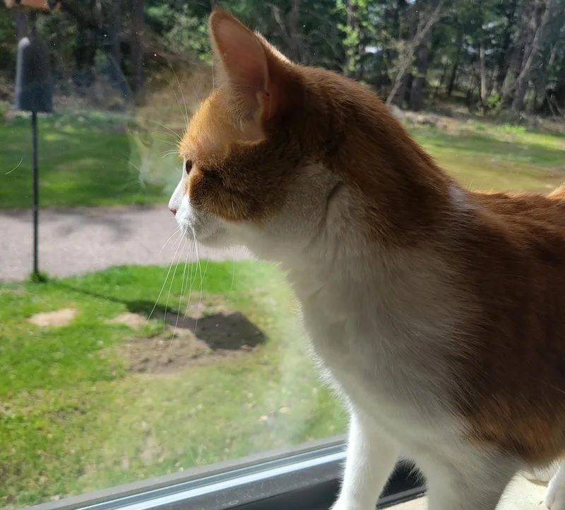 An adult medium-sized male Orange / Red Domestic Short Hair cat named Drumstick for adoption in Plover, WI
