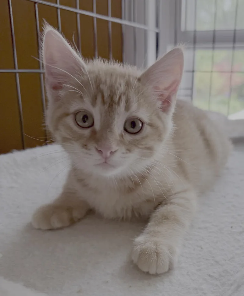 A baby medium-sized male Tabby (Orange / Red) Domestic Short Hair cat named Desi for adoption in Lemoyne, PA