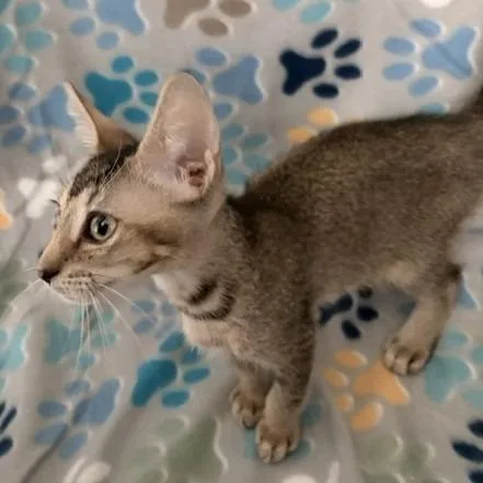 A baby small-sized female Brown / Chocolate Domestic Short Hair cat named Marpel C for adoption in Princeton, MN
