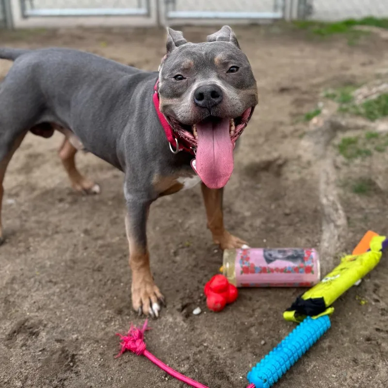 A senior large-sized male Gray / Blue / Silver Pit Bull Terrier dog named Polo $ for adoption in Springfield, MA