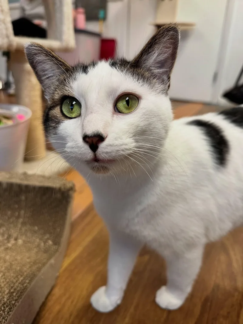 An adult medium-sized male White Domestic Short Hair cat named Jack & JIll for adoption in McDonald, PA
