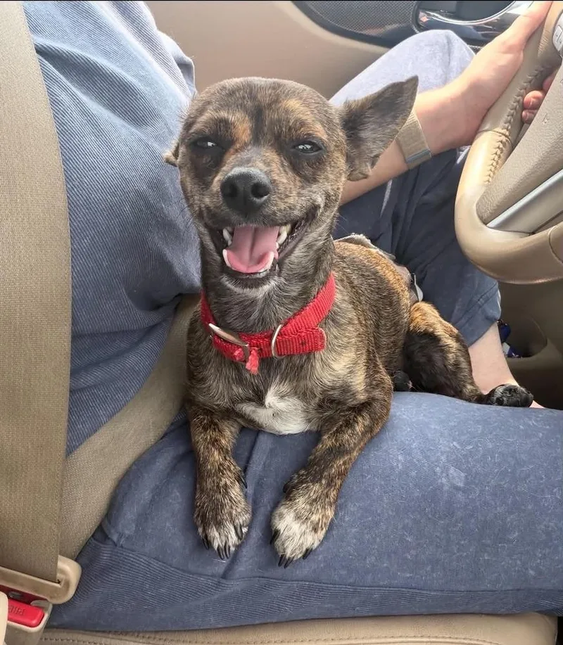 An adult small-sized male Chihuahua dog named Shy for adoption in Boulder, CO