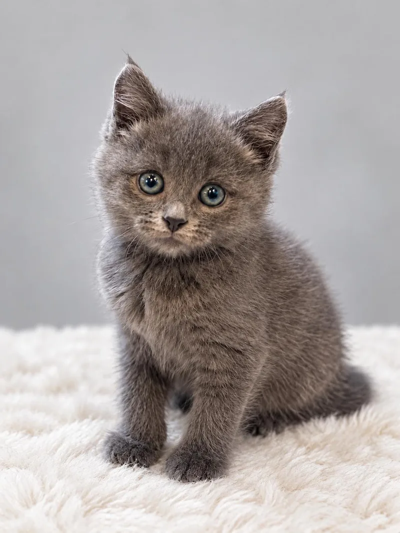 A baby medium-sized female Gray / Blue / Silver Domestic Medium Hair cat named Sunny for adoption in Lemoyne, PA