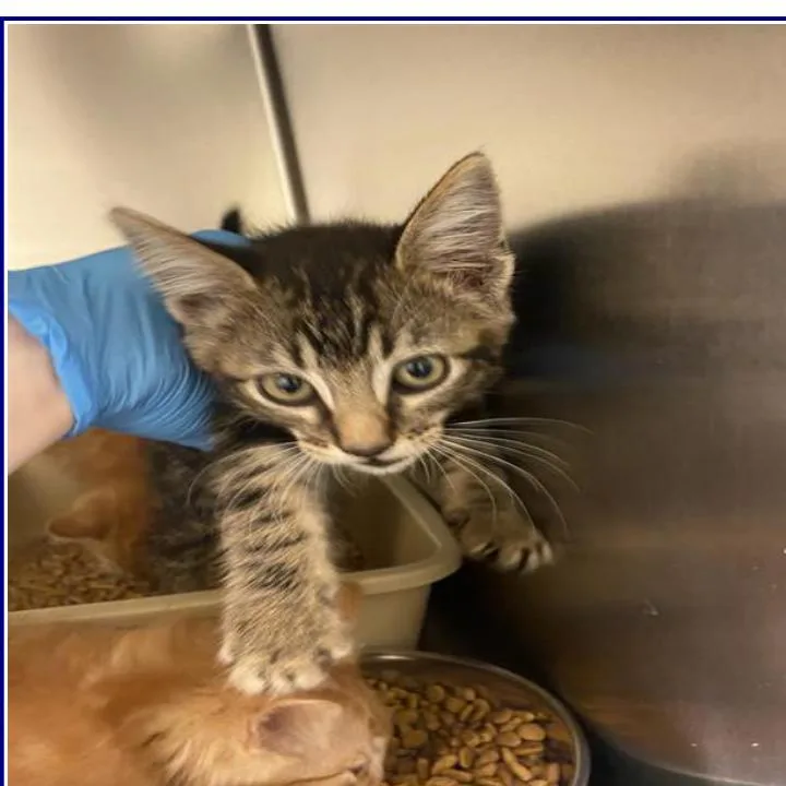 A baby small-sized male White Domestic Short Hair cat named Eclipse for adoption in Grantsville, UT