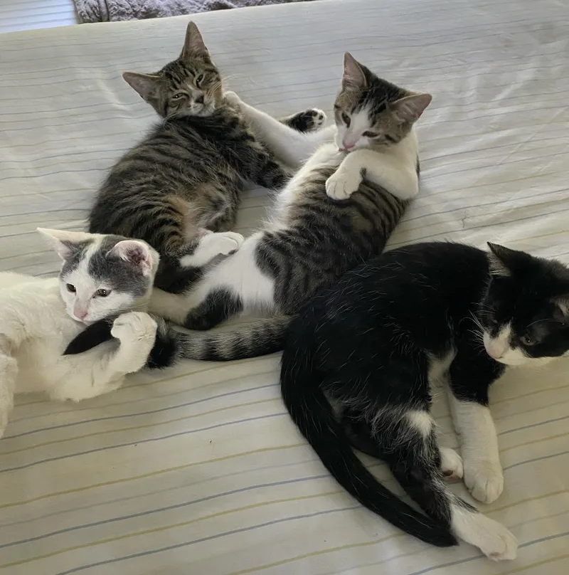 A baby medium-sized male Black & White / Tuxedo Domestic Short Hair cat named Tiramisu for adoption in Cincinnati, OH