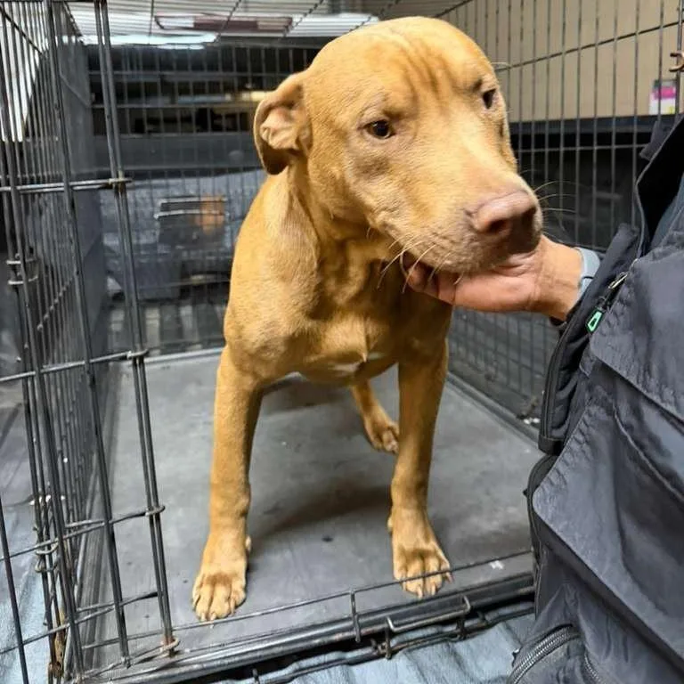 A young medium-sized male Brown / Chocolate Mixed Breed dog named Hondo for adoption in Gadsden, AL