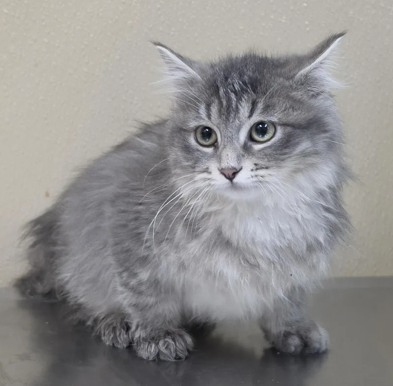 A baby medium-sized male Domestic Short Hair cat named Pj for adoption in Brainerd, MN