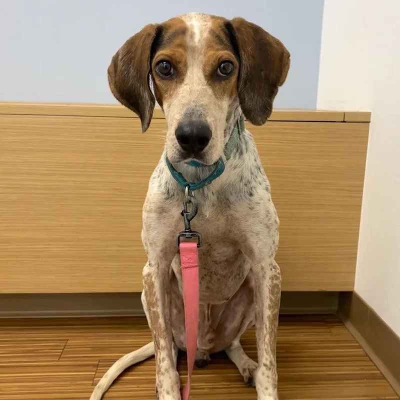 An adult medium-sized male Red / Chestnut / Orange Mixed Breed dog named Martin Short for adoption in Sarasota, FL