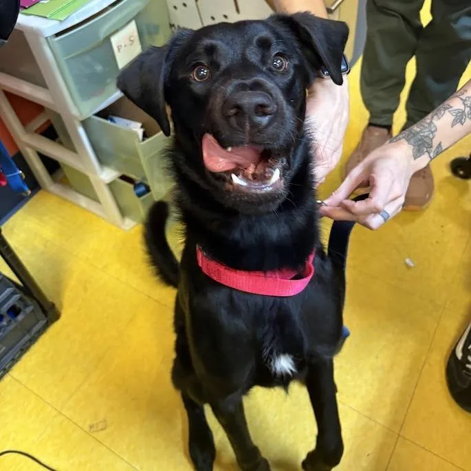 A young medium-sized male Black Mixed Breed dog named Lurch for adoption in Pittsburgh, PA