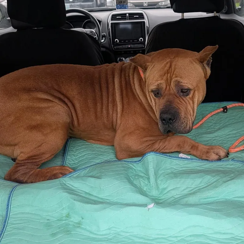 An adult extra large-sized male Cane Corso dog named Zane for adoption in manchester, PA
