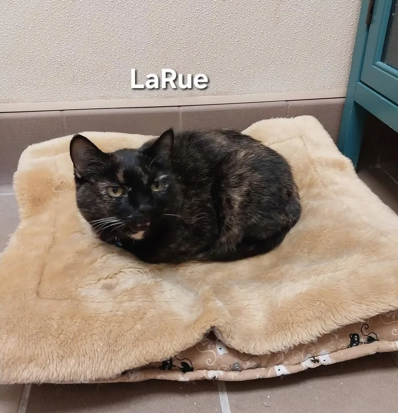 LaRue thumbnail 3