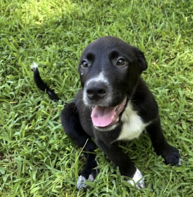 A baby small-sized male Black Border Collie dog named Bean for adoption in Watertown, CT