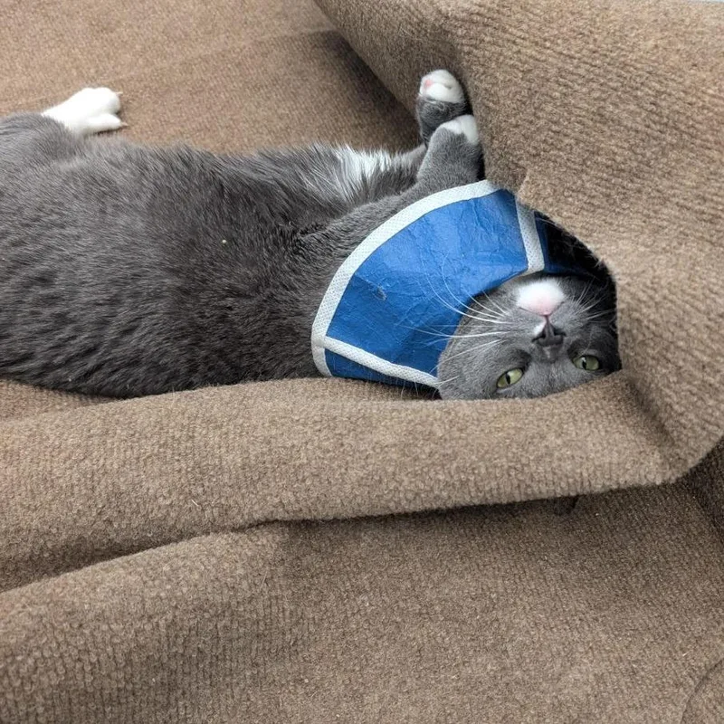 An adult medium-sized female Gray / Blue / Silver Domestic Short Hair cat named Anchovy for adoption in Lakewood, CO