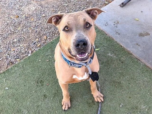 A young large-sized male Pit Bull Terrier dog named Zeke for adoption in Phoenix, AZ